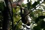 Amazonas06 - 028 * Two-toed Sloth.